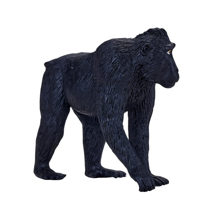 Black Crested Macaque