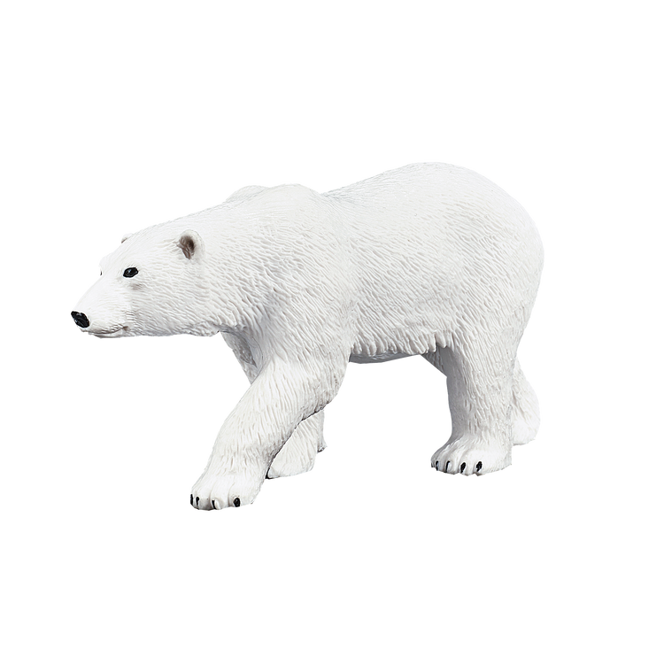 Polar Bear