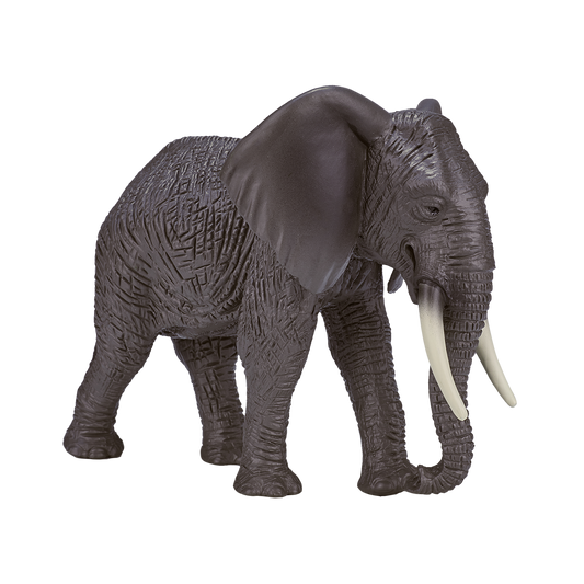 African Elephant