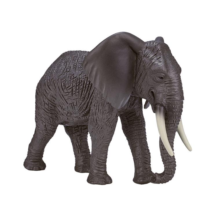 African Elephant