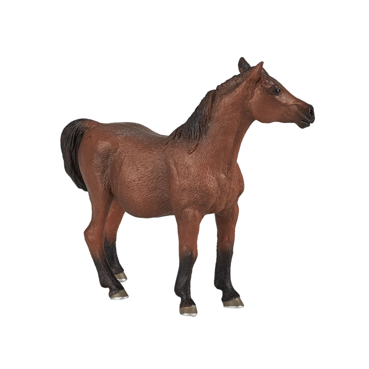 Arabian Mare in Foal