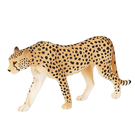 Male Cheetah
