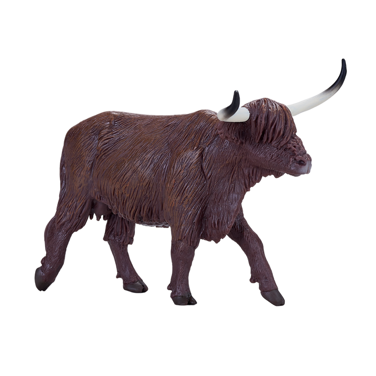 Highland Cow