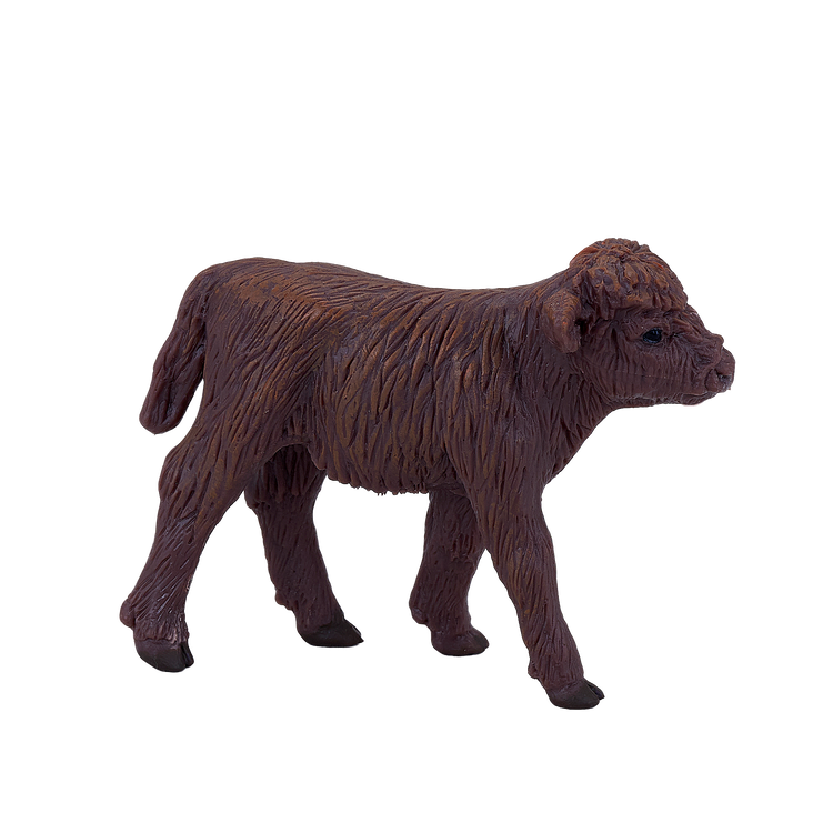 Highland Calf