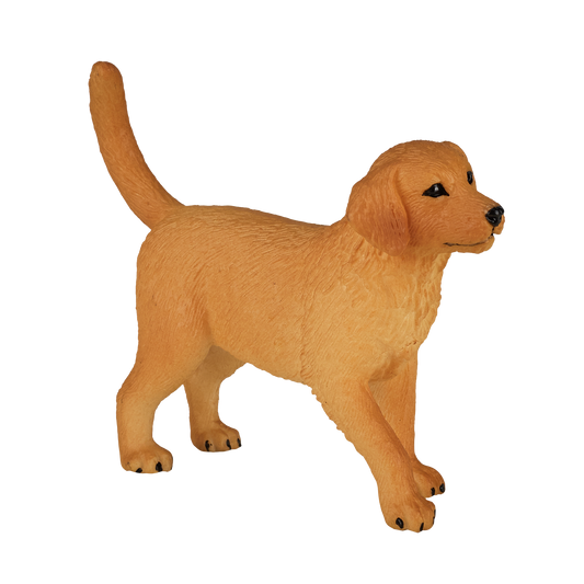 Golden Retriever Puppy