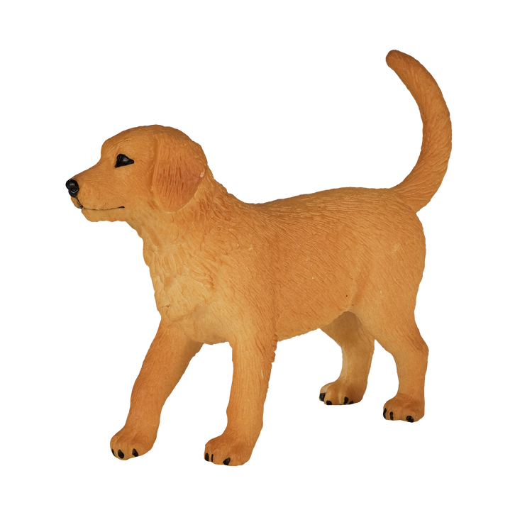 Golden Retriever Puppy