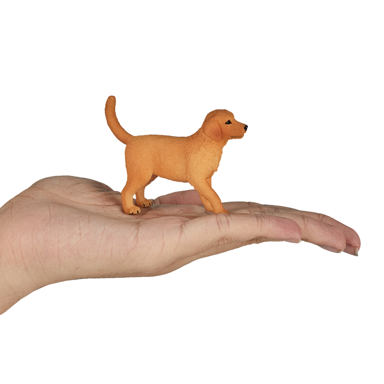 Golden Retriever Puppy