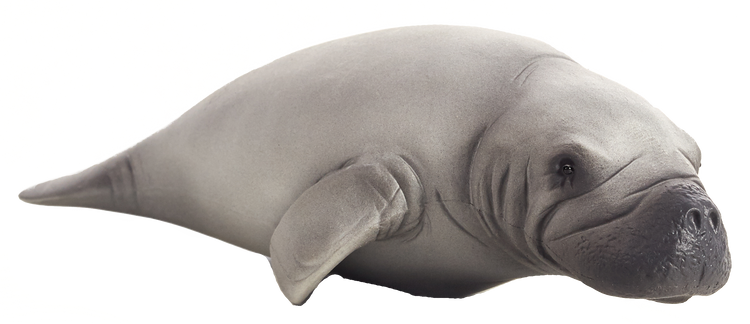Manatee
