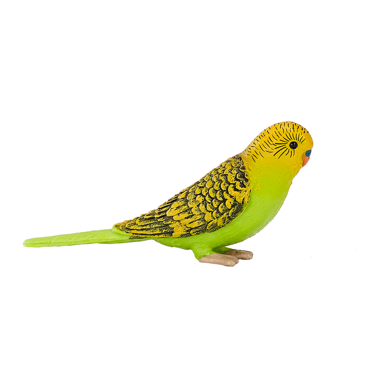 Green Budgerigar