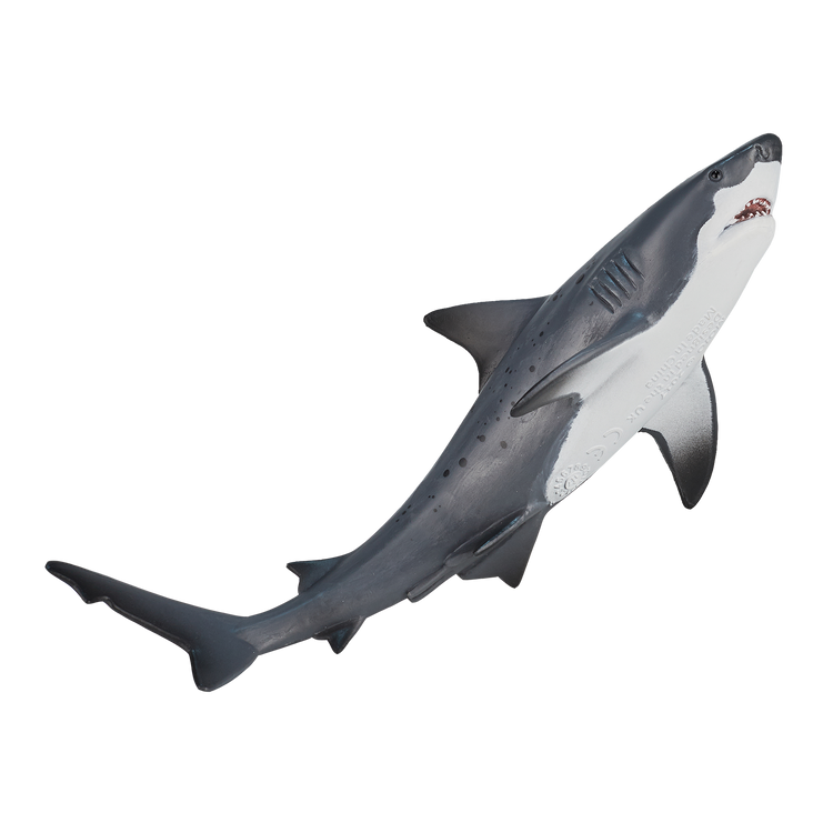 Bull Shark