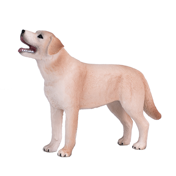 Labrador
