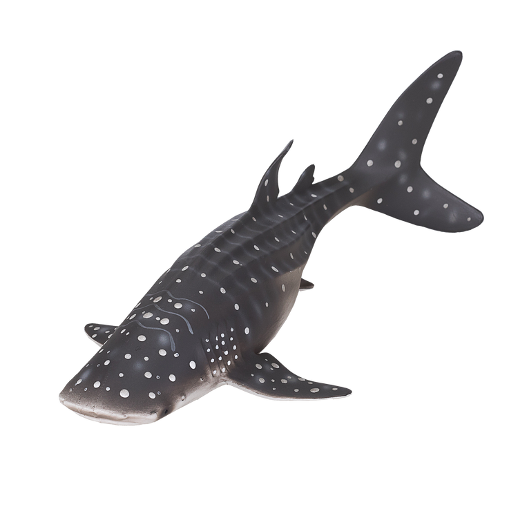 Whale Shark