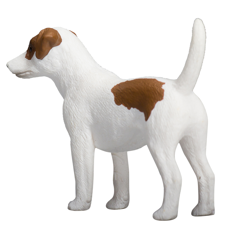 Jack Russel Terrier