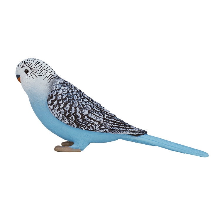Blue Budgerigar