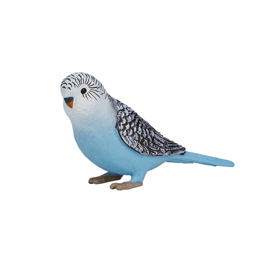 Blue Budgerigar