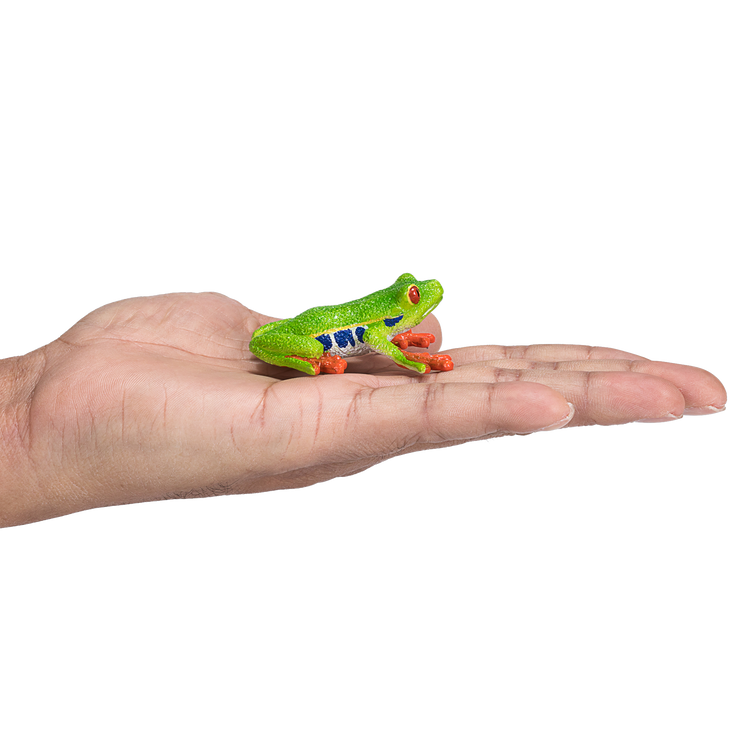 Red Eyed Tree Frog