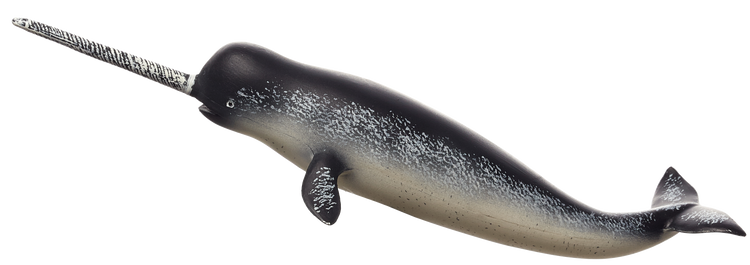 Narwhal