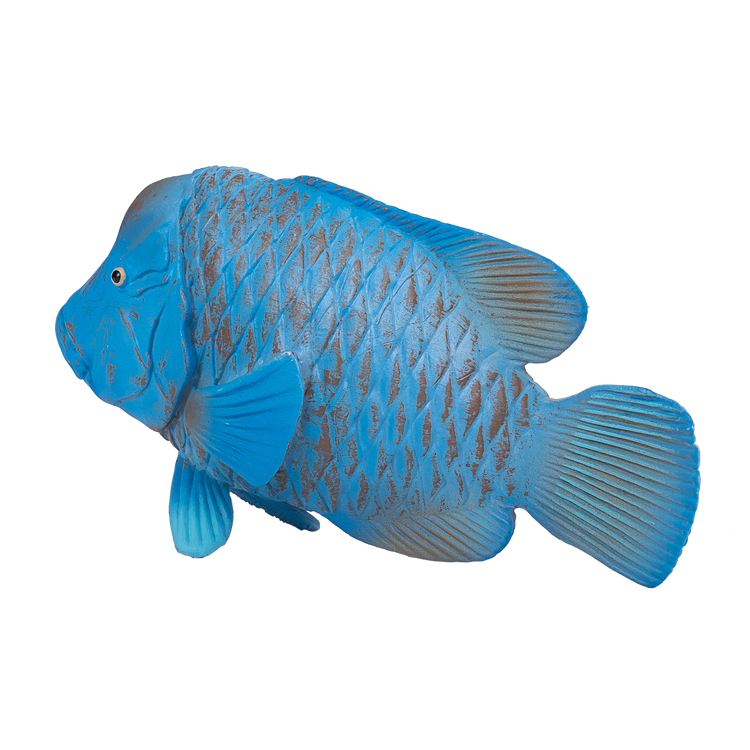 Blue Groper