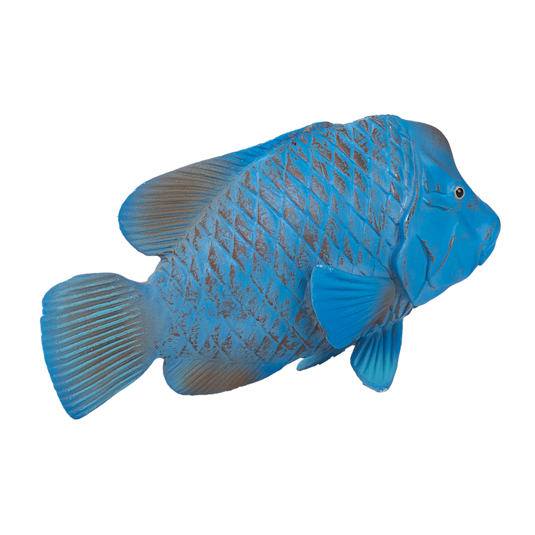 Blue Groper