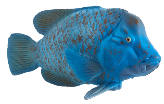 Blue Groper