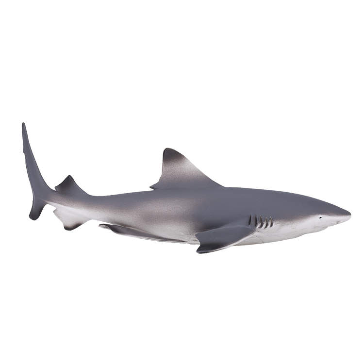 Blacktip Reef Shark