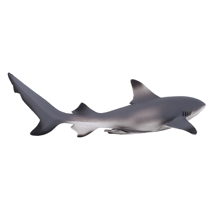 Blacktip Reef Shark