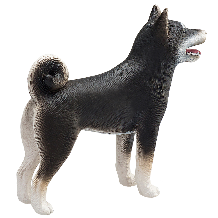 Shiba Inu Black