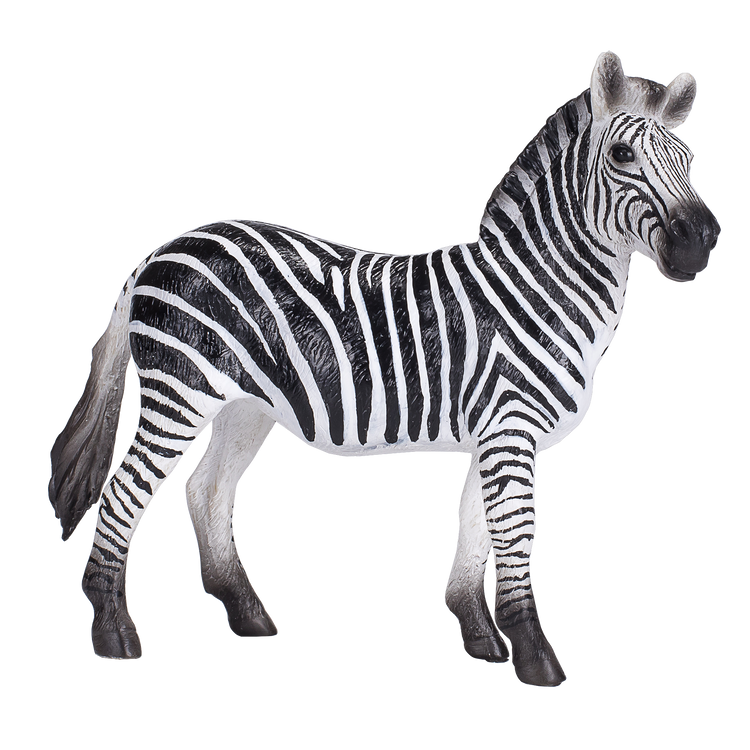 Zebra Mare