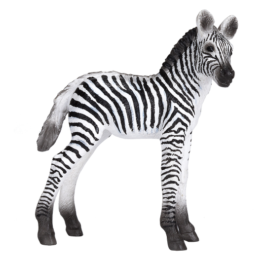 Zebra Foal