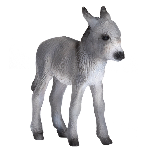 Donkey Foal