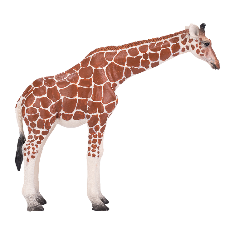 Giraffe Female