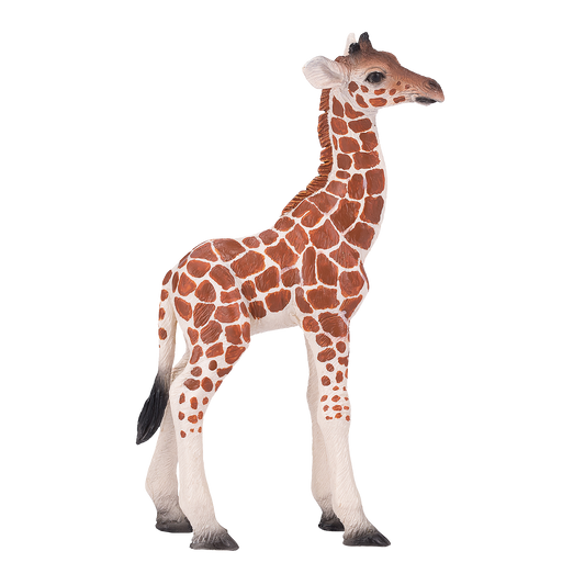 Giraffe Calf