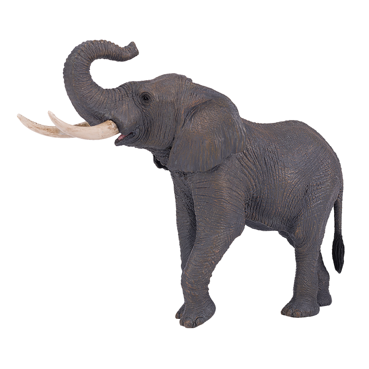 African Elephant