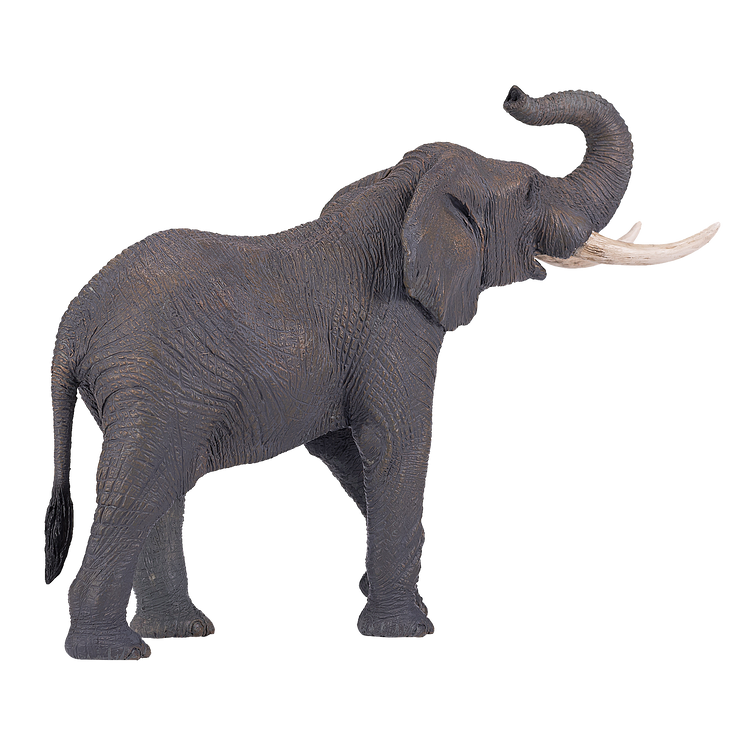 African Elephant