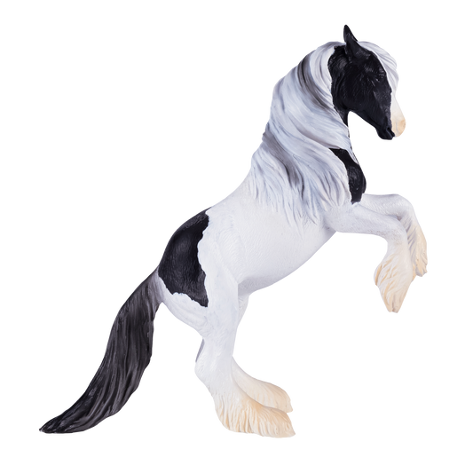 Irish Cob Stallion