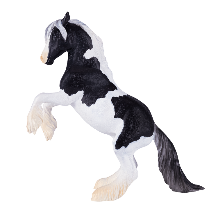 Irish Cob Stallion