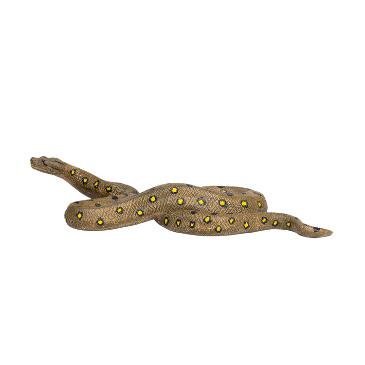Anaconda