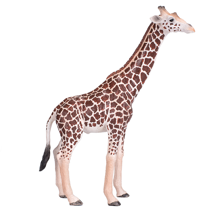 Giraffe Male