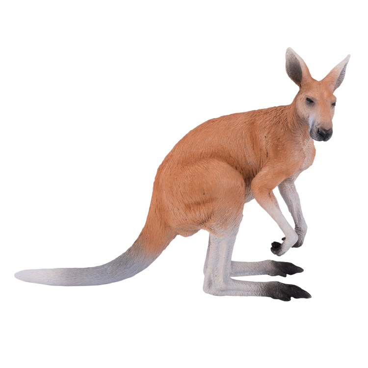 Kangaroo