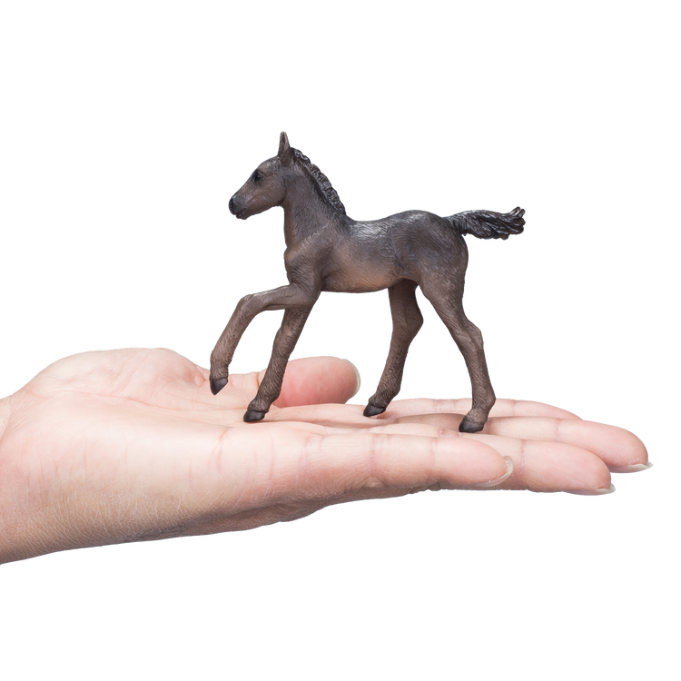 Arabian Foal Black