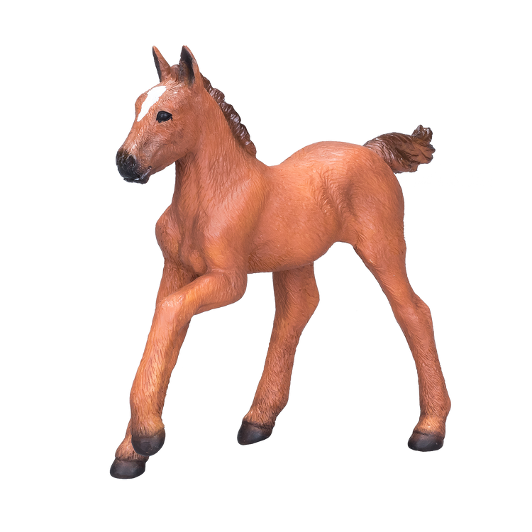 Arabian Foal Chestnut