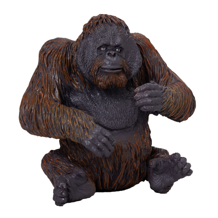 Orangutan