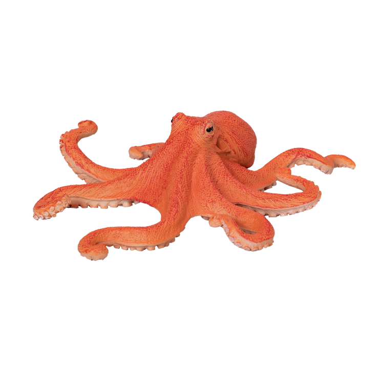 Octopus