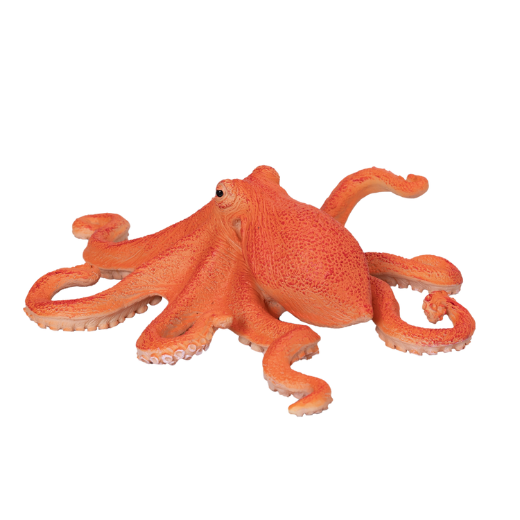 Octopus
