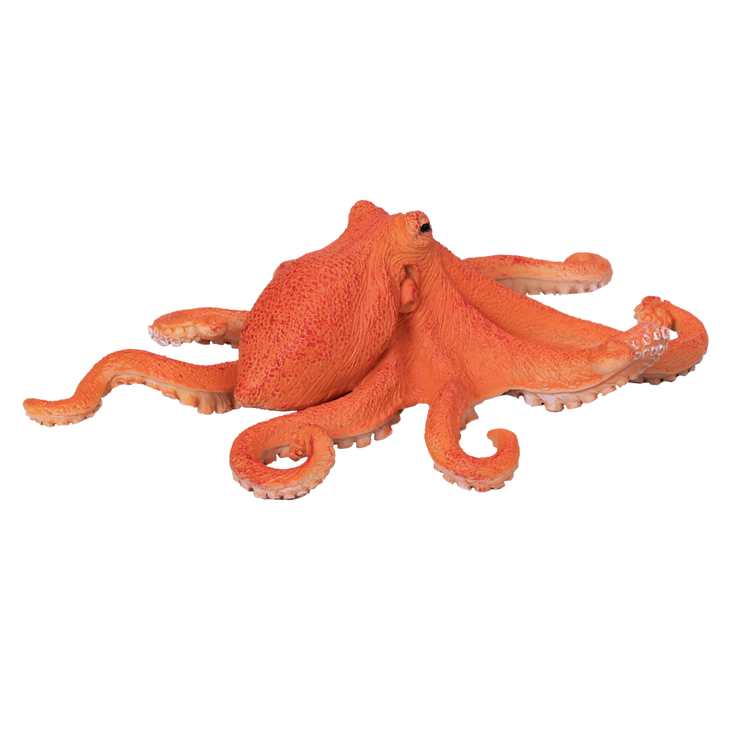 Octopus