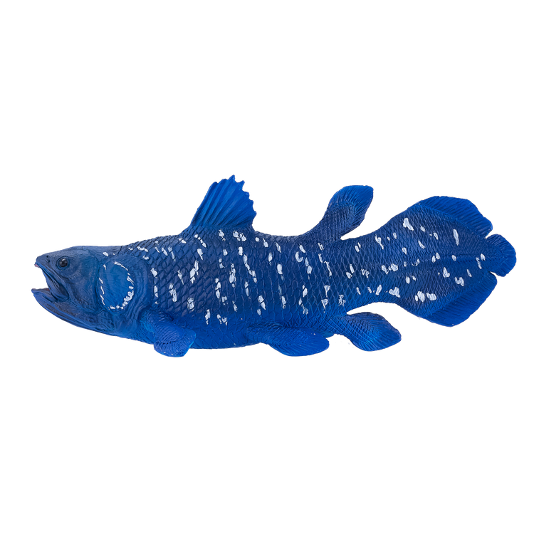 Coelacanth