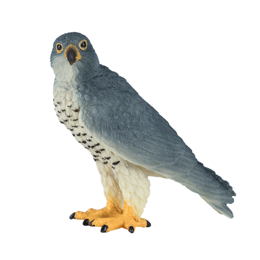 Peregrine Falcon