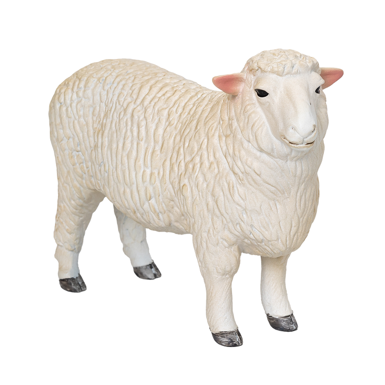 Romney Sheep Ram