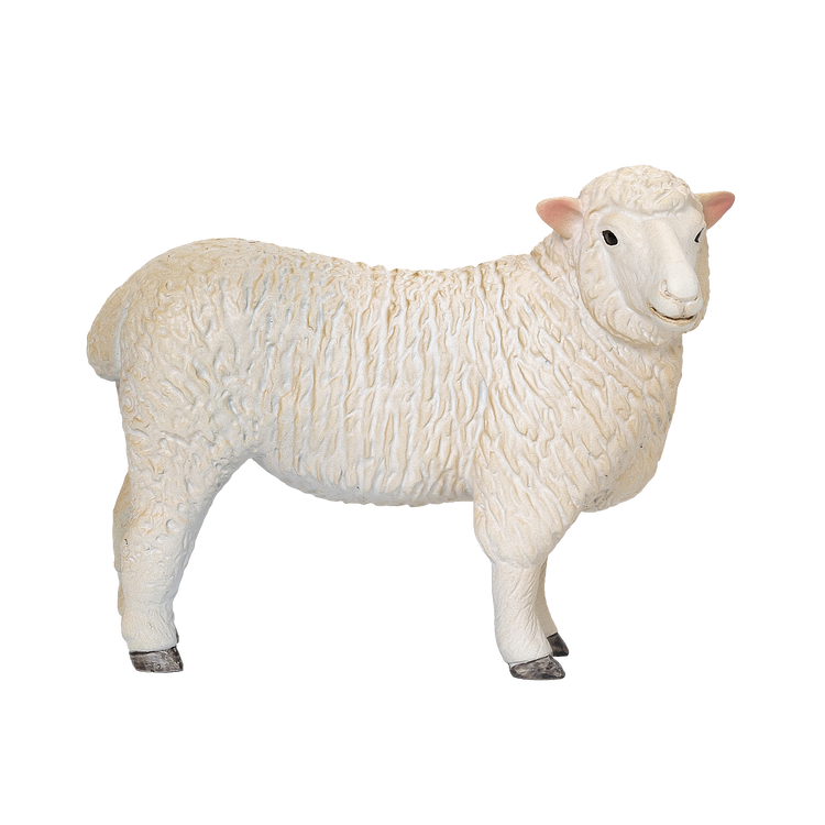 Romney Sheep Ewe