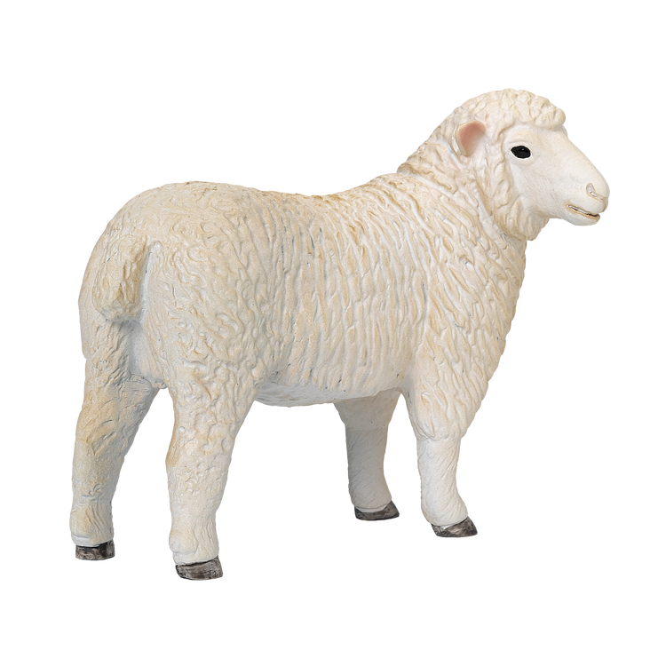 Romney Sheep Ewe
